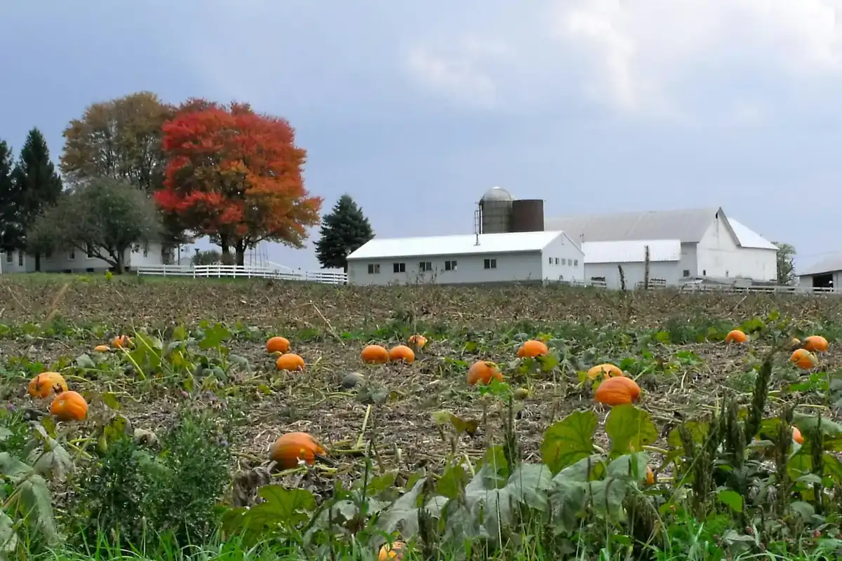 Pumpkin field in front of a farm with white barns and fall trees
