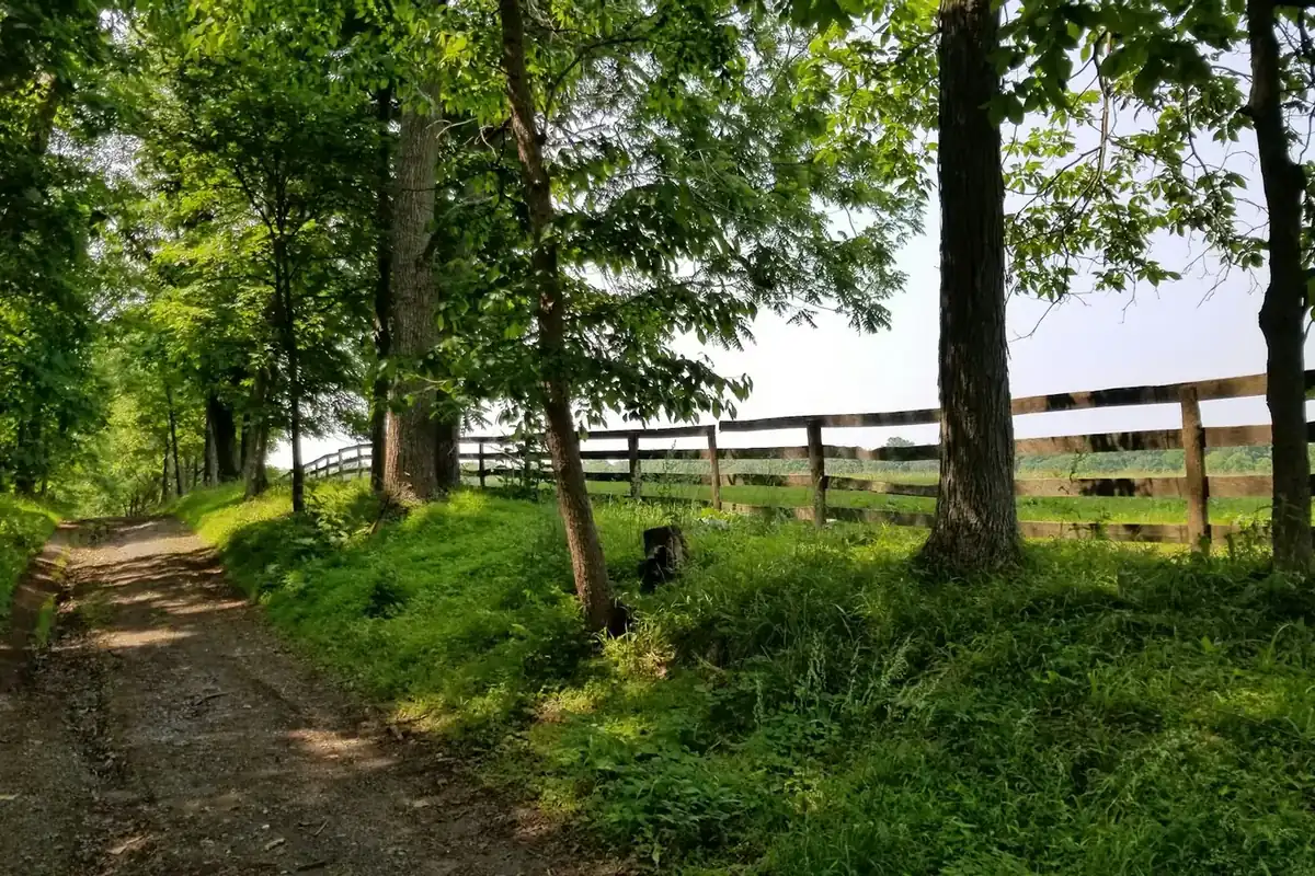 Shaded country lane beside a wooden fence