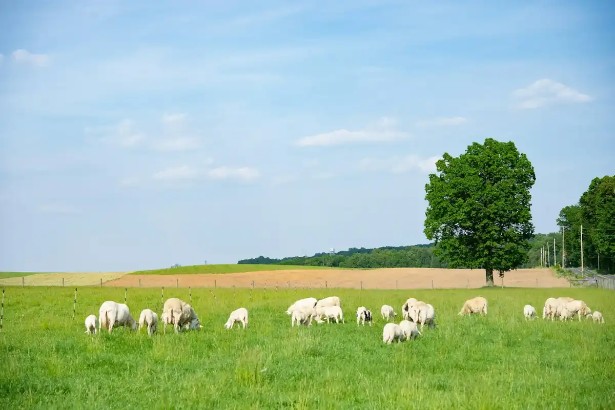 Sheep grazing in a green pasture in farm country
